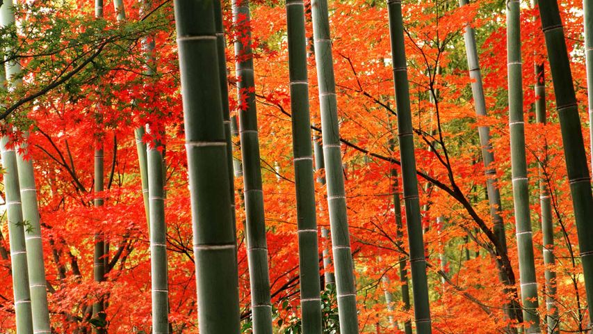 ｢嵐山公園の竹林と紅葉｣京都, 嵐山