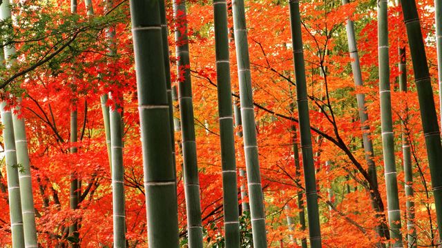 「嵐山公園の竹林と紅葉」京都, 嵐山
