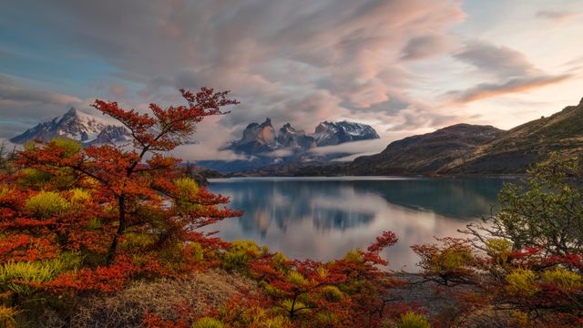 Autumn foliage, Lake Pehoé, Torres del Paine National Park, Patagonia, Chile