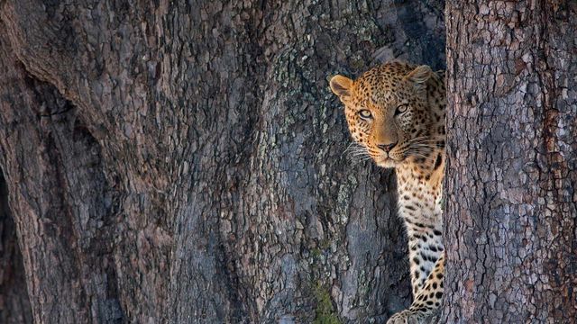 Male leopard in Linyanti Wildlife Reserve, Botswana