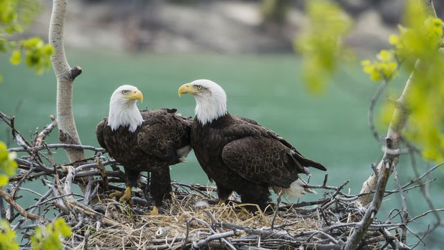 A pair of adult bald eagles (Haliaeetus leucocephalus) with chick at Yukon River, Yukon