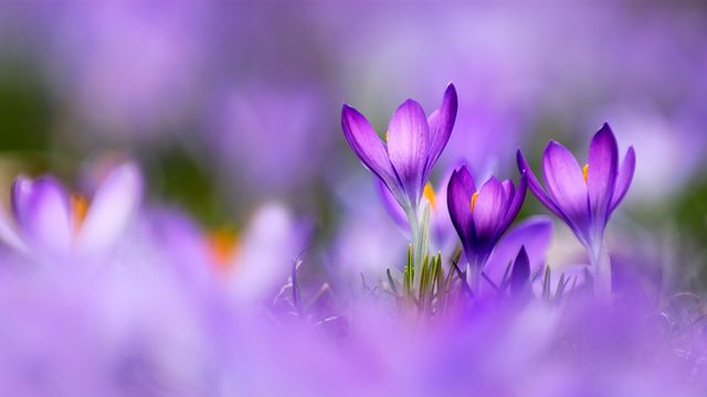 Crocus du printemps