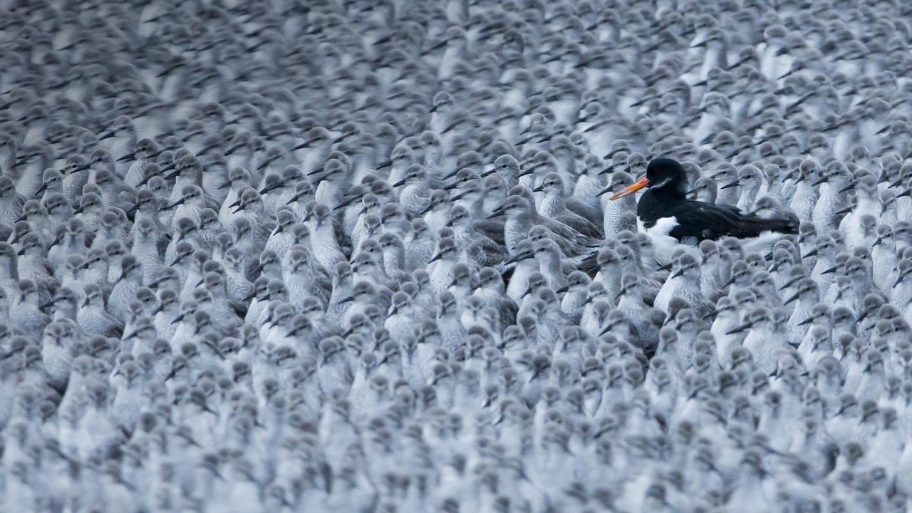 A Eurasian oystercatcher among a flock of roosting knots in Snettisham, Norfolk