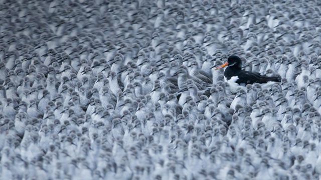 A Eurasian oystercatcher among a flock of roosting knots in Snettisham, Norfolk