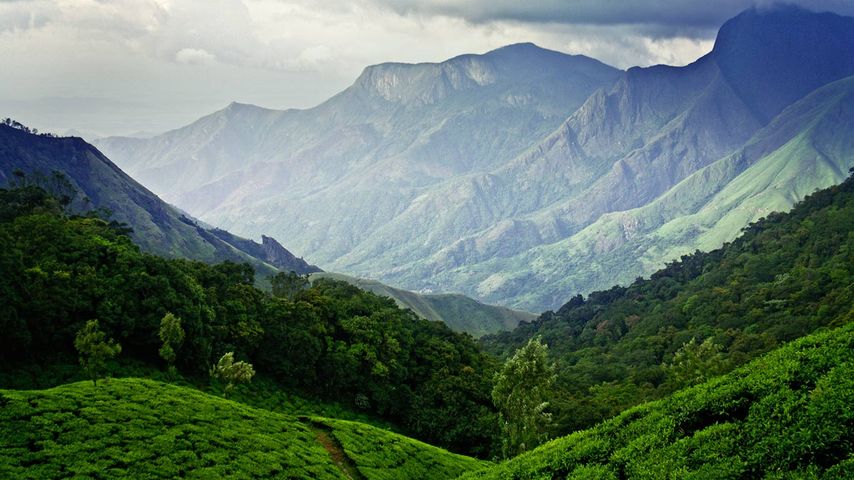 Teefelder in Munnar, Kerala, Indien