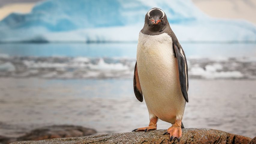Flightless, but resourceful