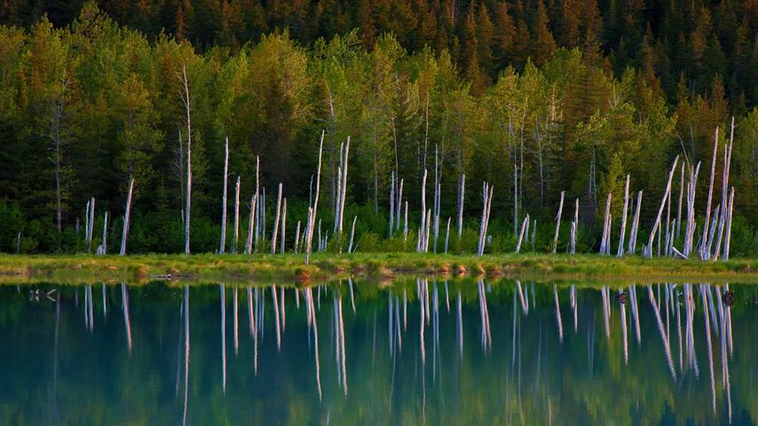 Lac Portage dans la forêt nationale de Chugach, Alaska, États-Unis 