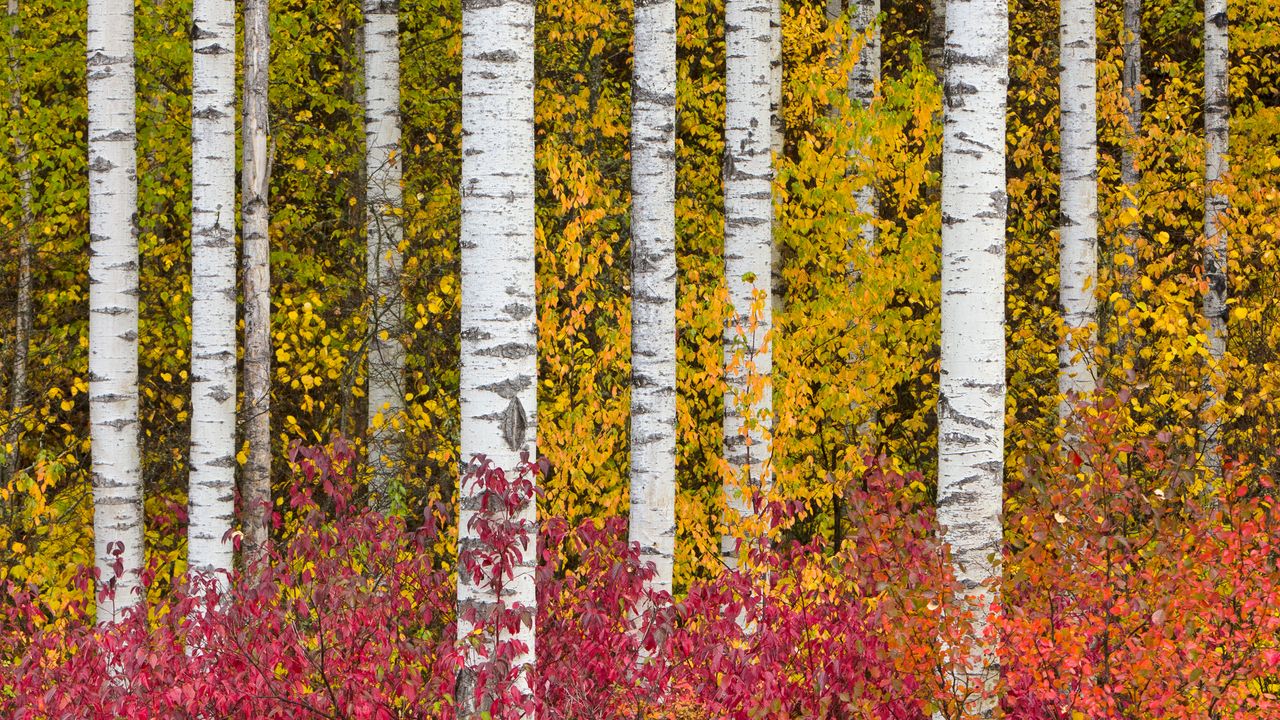 Aspen trees in autumn, Stewart-Cassiar Highway, British Columbia, Canada