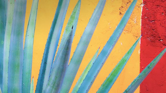 Henequen agave, Yucatán Peninsula, Mexico