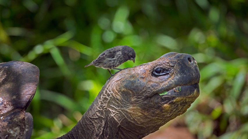 Ein Darwinfink auf dem Kopf einer Galapagos-Riesenschildkröte. Anlässlich des Jahrestags der Veröffentlichung von Darwins Hauptwerk „Über die Entstehung der Arten“