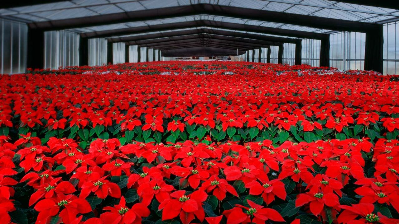 Weihnachtssterne im Gewächshaus