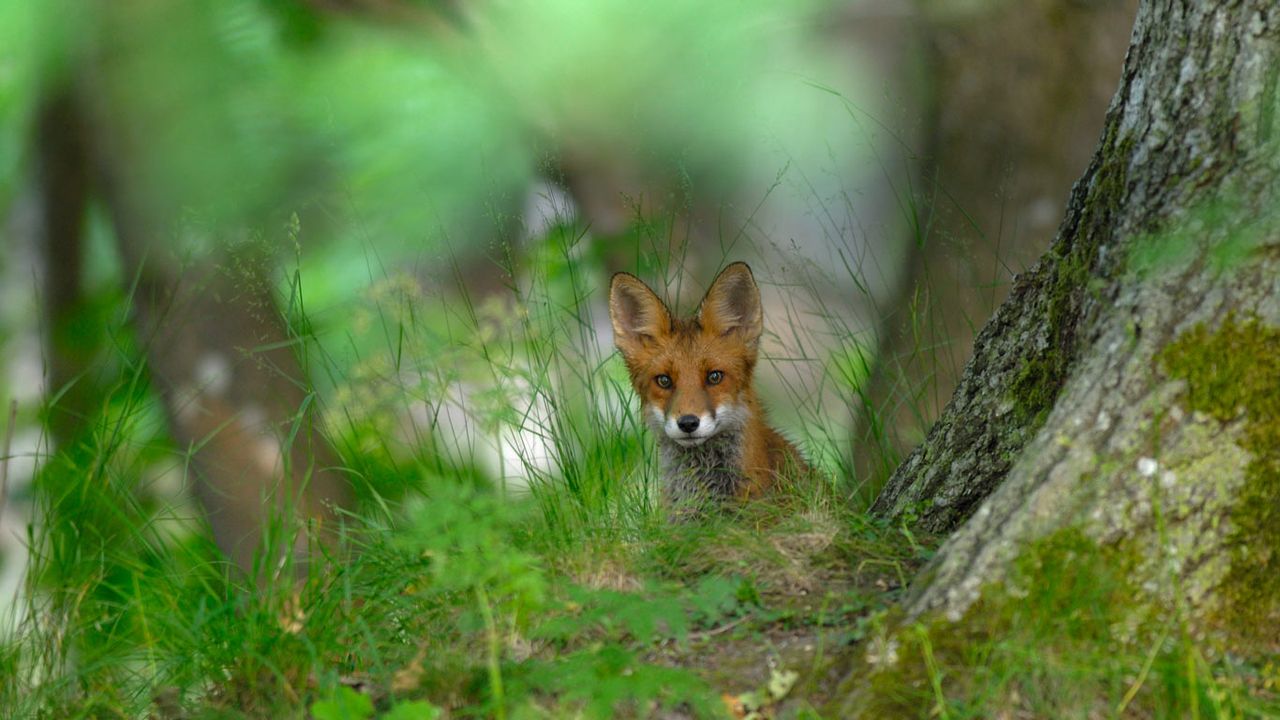 A red fox, in the forest of Elfvik near Lidingö, Sweden