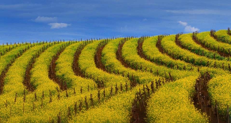 Mustard rows during springtime in a vineyard of the Carneros wine ...