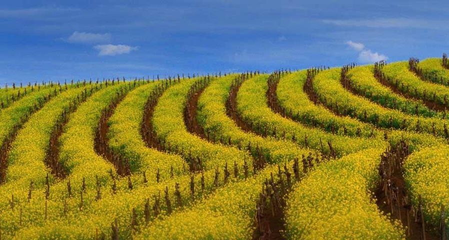 Mustard rows during springtime in a vineyard of the Carneros wine region, California