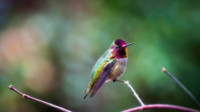 Anna's hummingbird