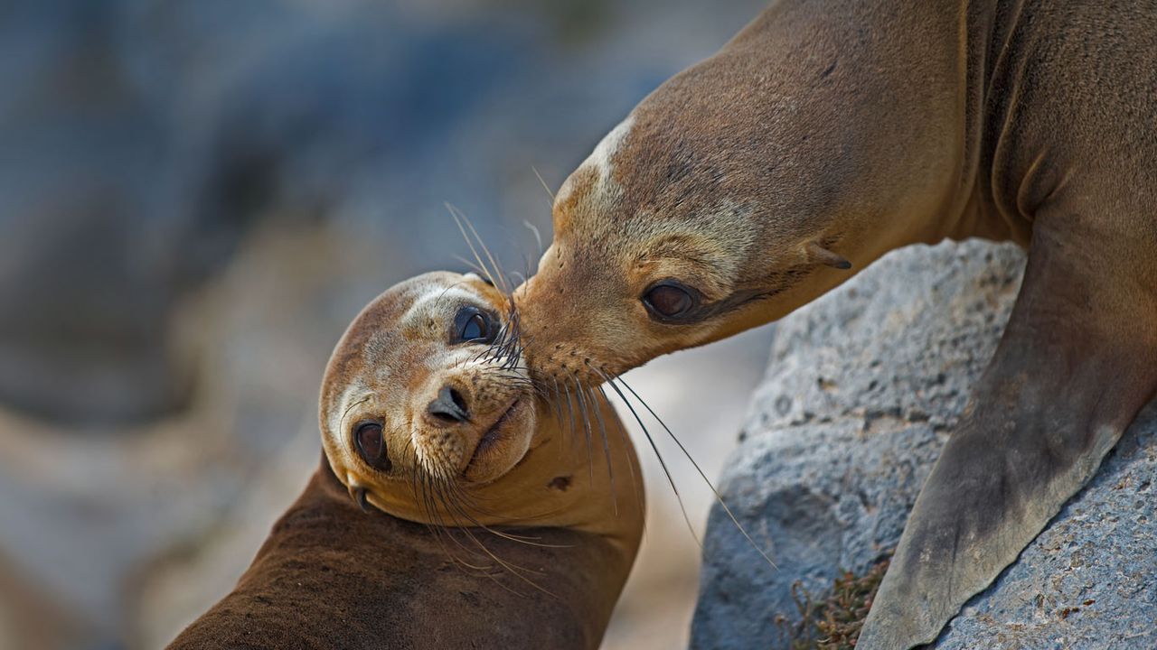 Galápagos-Seelöwen, Champion-Insel, Floreana, Galapagosinseln, Ecuador -  Bing Gallery · Peapix, image size:1280x720