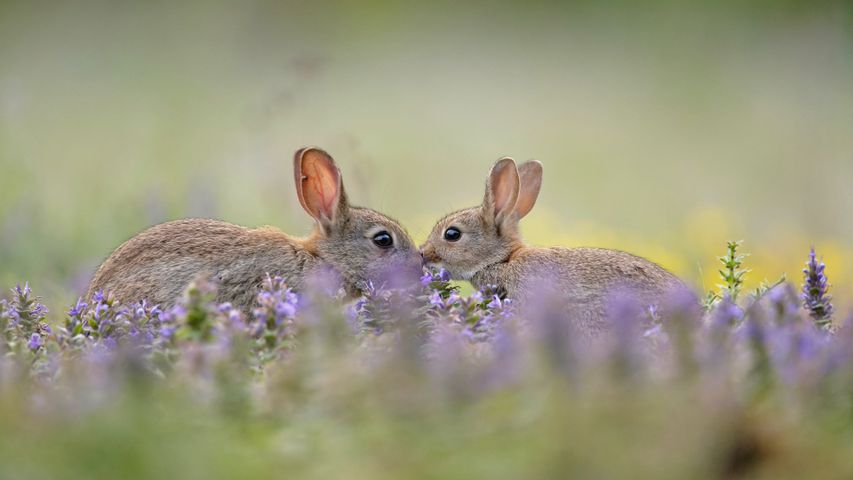 European rabbit (Oryctolagus cuniculus) kit greeting parent, France 
