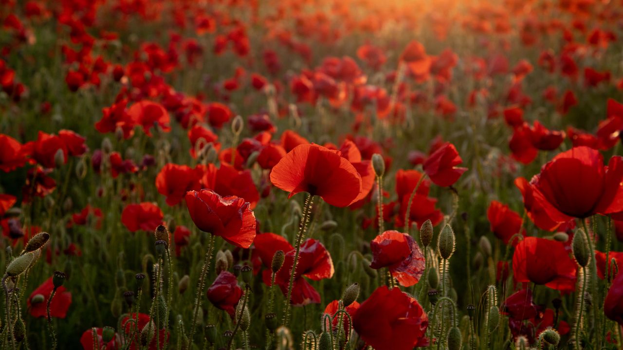 Poppy field