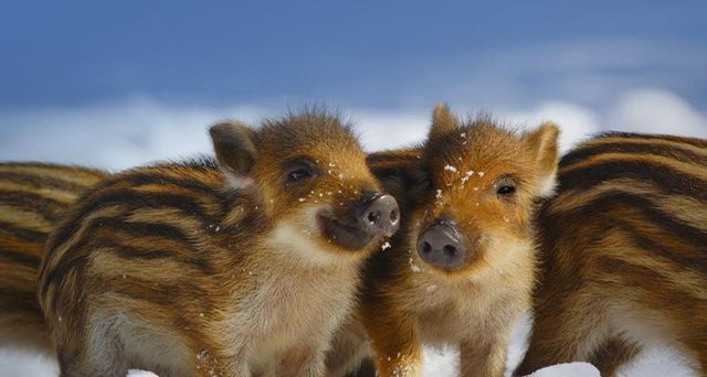 Wild piglets in Schleswig-Holstein, Germany