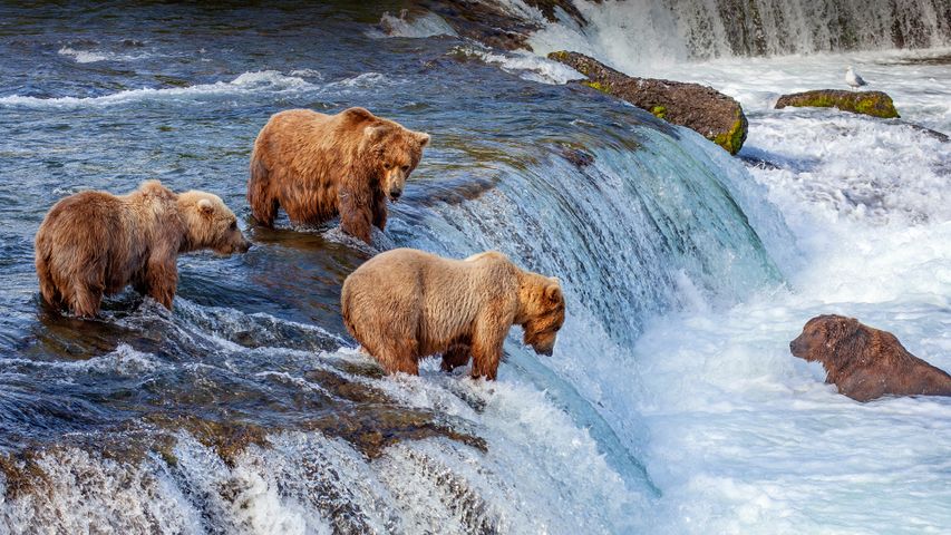 Grizzly bears fishing for salmon at Brooks Falls, Katmai National Park, Alaska, USA
