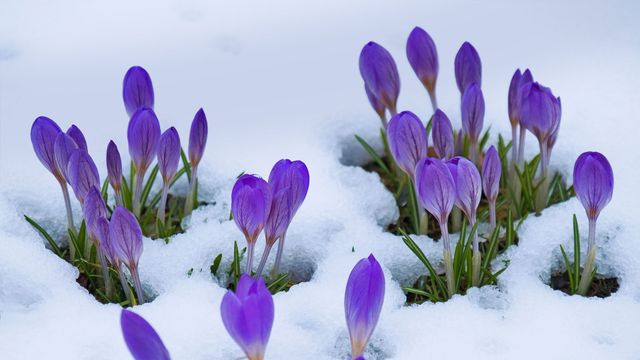 Crocus bravant la neige