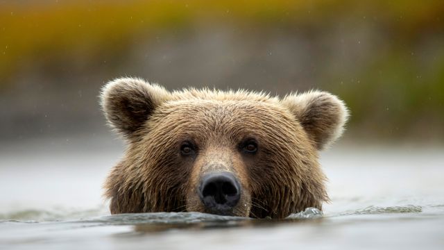 Braunbär am Silver Salmon Creek, Lake Clark National Park and Preserve, Alaska, USA