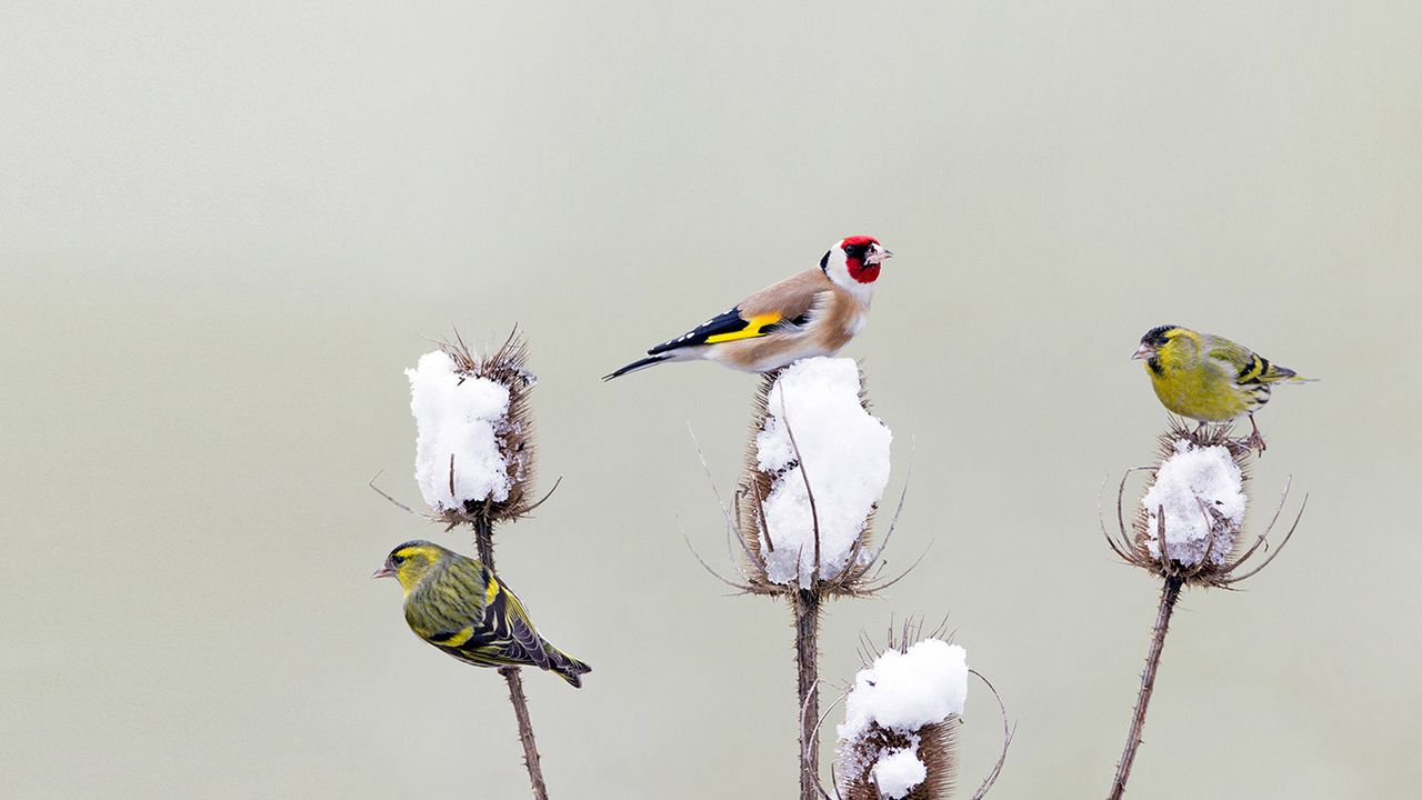 Stieglitz und Erlenzeisige bei der winterlichen Futtersuche auf den Blütenständen einer Distel, Deutschland 