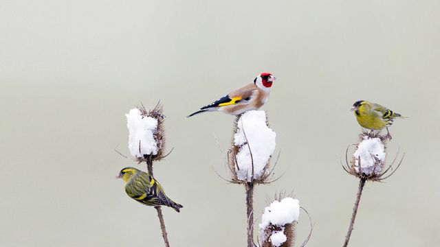 Stieglitz und Erlenzeisige bei der winterlichen Futtersuche auf den Blütenständen einer Distel, Deutschland 