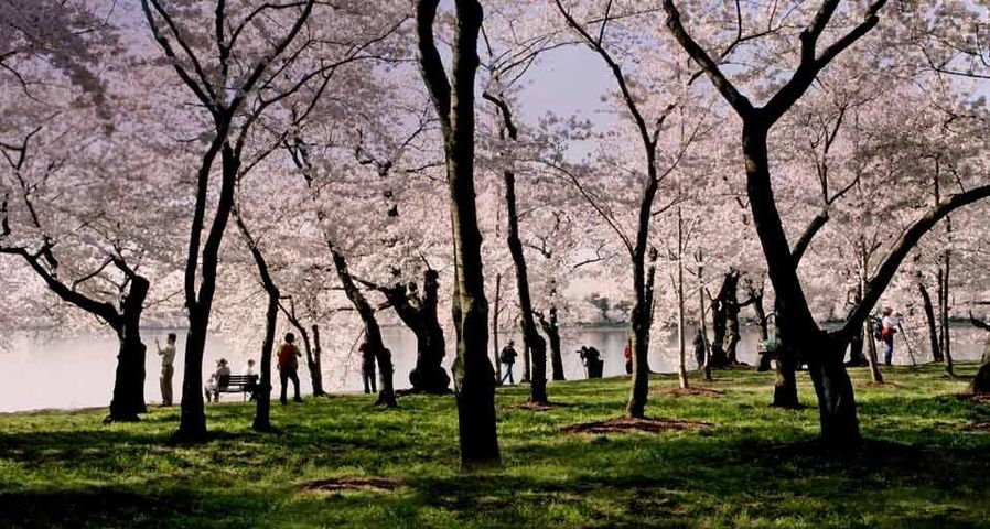 People and cherry blossoms next to the Tidal Basin in Washington, D.C.