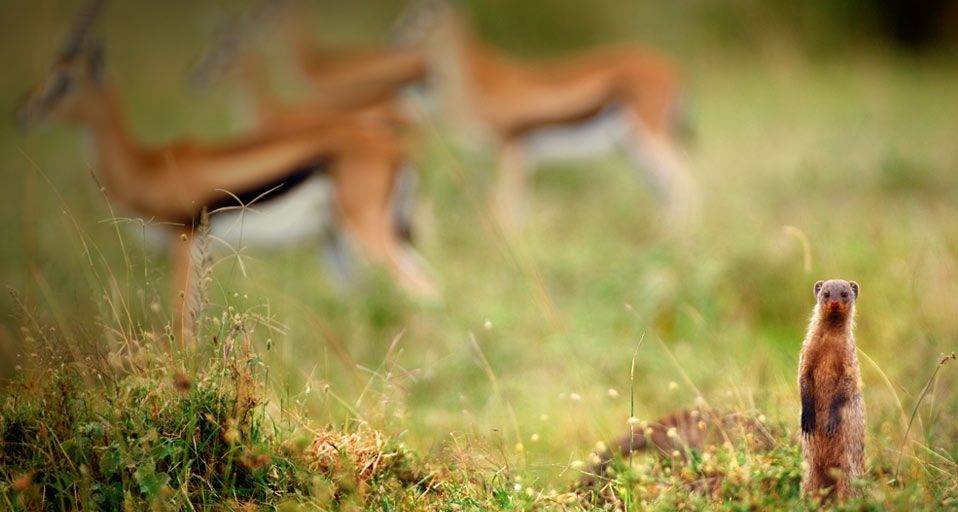 Eine Zebramanguste mit Thomson-Gazellen im Hintergrund, Naturschutzgebiet Masai Mara, Kenia – Federico Veronesi/Getty Images ©