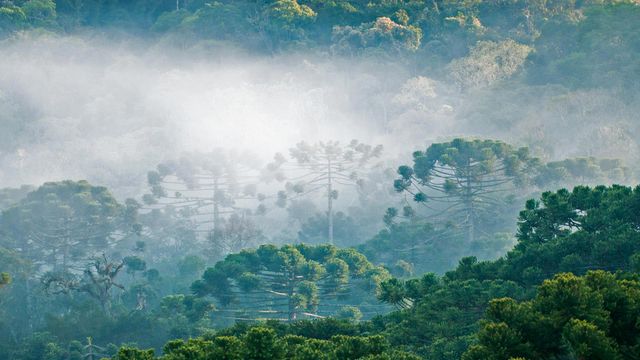 大西洋沿岸森林的巴西松
