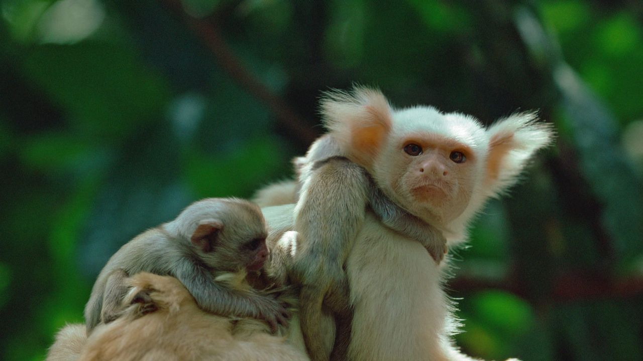 A golden-white tassel-ear marmoset and his young in the Amazon Rainforest, Brazil 