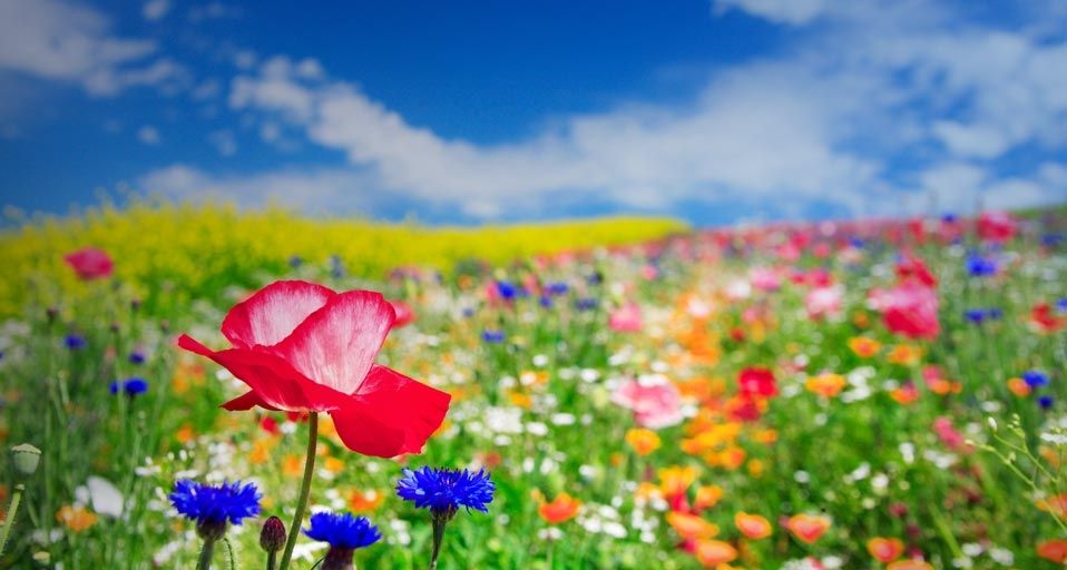 Field of poppy flowers in Furano, Hokkaido, Japan