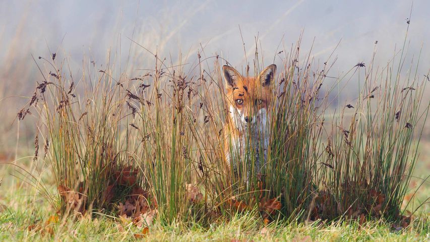 一只草丛里的狐狸