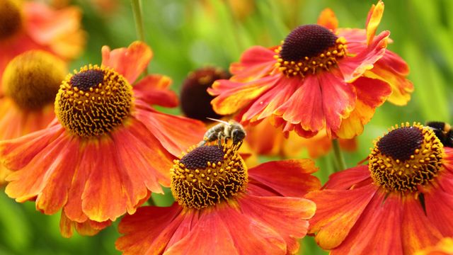 European honeybees in Sheffield, England