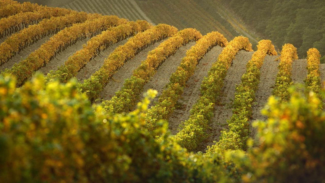 Vignes côtes-du-rhône sur les coteaux des Dentelles de Montmirail, Gigondas, Vaucluse, PACA
