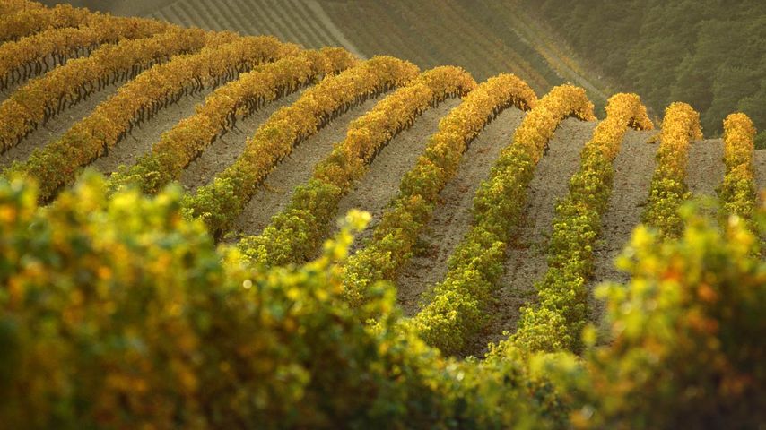 Vignes côtes-du-rhône sur les coteaux des Dentelles de Montmirail, Gigondas, Vaucluse, PACA