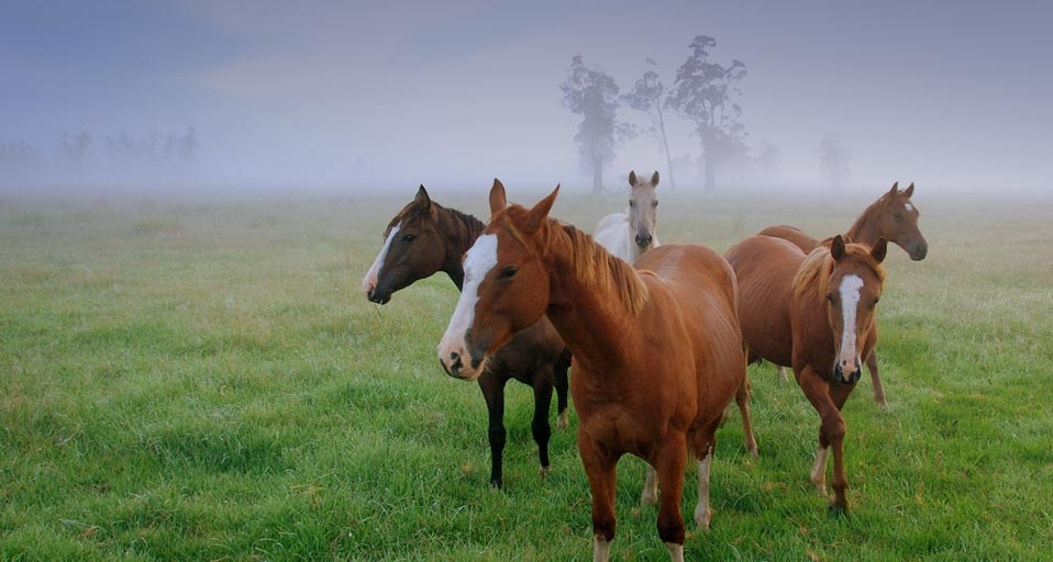 馬の小さな群れ オーストラリア ニューサウスウェールズ州 Bing Gallery