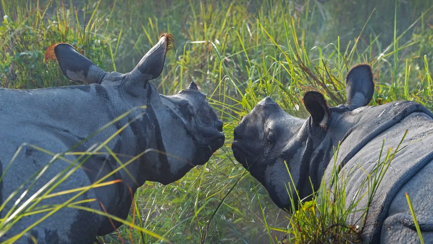 Rhinocéros indiens dans le parc national de Kaziranga, Assam, Inde
