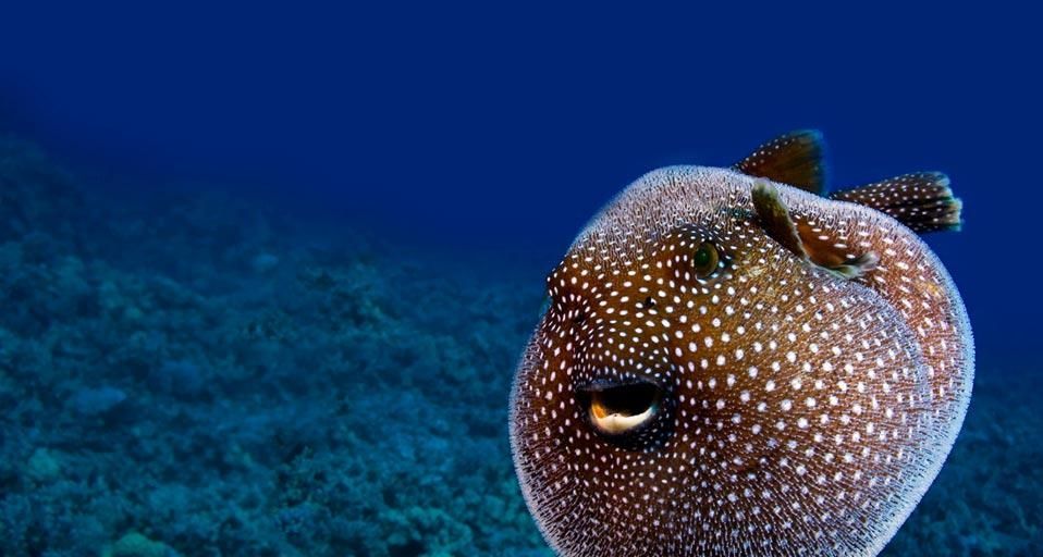 Guineafowl pufferfish, Hawaii