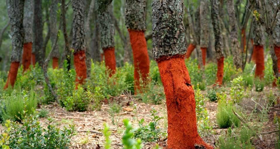 Freshly stripped cork oaks in Catalonia, Spain