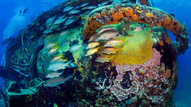 Fish swimming near the Aquarius Reef Base in the Florida Keys National Marine Sanctuary