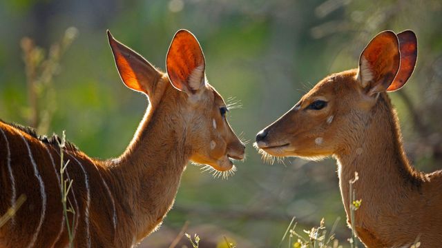 Female nyalas, Kruger National Park, South Africa
