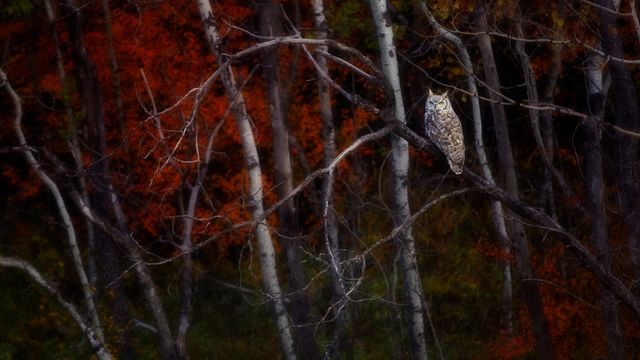 「紅葉とアメリカワシミミズク」カナダ, アルバータ州