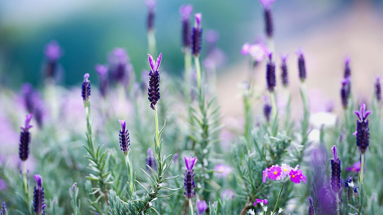 Blühender Lavendel im nördlichen Thailand 