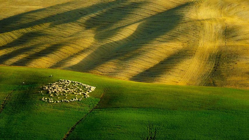 A flock of sheep grazing in Tuscany, Italy 