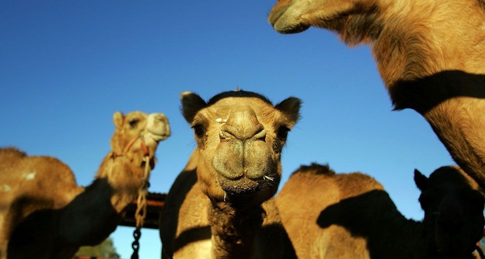 Camels gather in the pit before the start of the 2007 Camel Cup in Alice Springs, Australia