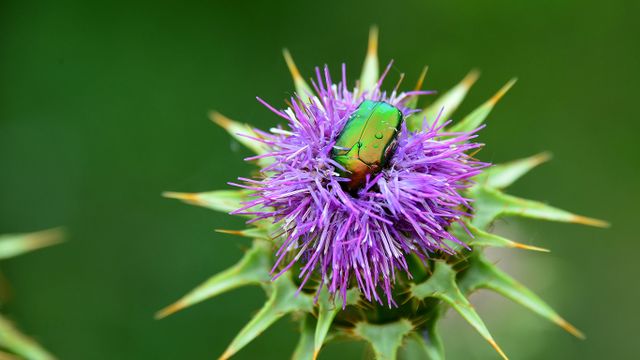 Rosenkäfer und Distel