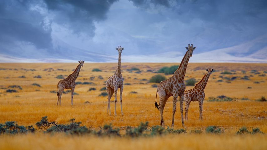 Small herd of giraffes, Namibia