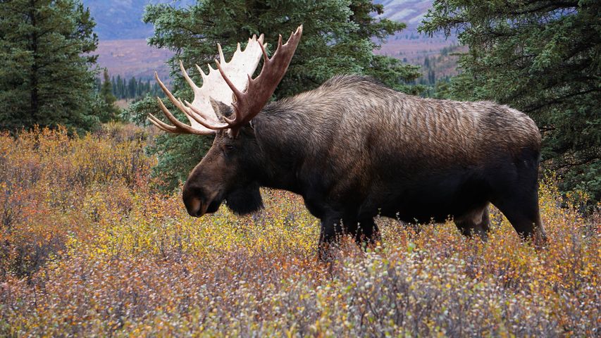 Don't mess with moose